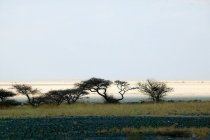 Вид через солоні банки Макадікаді в Ботсвані.. — стокове фото