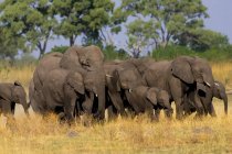 Afrikanische Elefantenherde, Loxodonta africana, Moremi Reserve, Botswana, Afrika. — Stockfoto