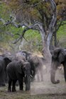 Manada de elefantes africanos, Loxodonta africana, Reserva Moremi, Botswana, África. - foto de stock