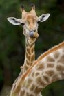 Primer plano de las jirafas sudafricanas, Camalopardalis Giraffa, Reserva Moremi, Botswana, África. - foto de stock