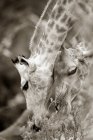 Закрытие южноафриканского заповедника Giraffes, Camalopardalis Giraffa, заповедник Мореми, Ботсвана, Африка. — стоковое фото