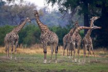 Pequeño grupo de jirafas sudafricanas, Camalopardalis Giraffa, Reserva Moremi, Botswana, África. - foto de stock