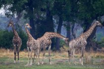 Pequeno grupo de Girafas Sul-Africanas, Camalopardalis Giraffa, Moremi Reserve, Botsuana, África. — Fotografia de Stock