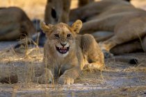 Leone africano, Panthera leo, cucciolo sdraiato a terra, ringhiando davanti alla telecamera — Foto stock