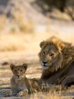 Leone africano, Panthera leo, maschio e cucciolo sdraiato a terra nella Riserva Moremi, Botswana, Africa. — Foto stock