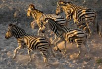 Mandria di Burchells Zebras in esecuzione nella riserva di Moremi, Botswana. — Foto stock