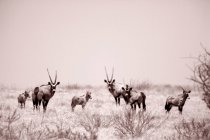Una manada de Oryx en los pastizales de la Reserva Moremi, Botswana. - foto de stock