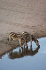 Burchells Zebras beve dal pozzo d'acqua nella riserva di Moremi, Botswana. — Foto stock
