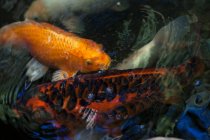High angle close up of Koi carps in a pond. — Stock Photo