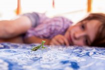 7-летний мальчик смотрит на богомола — стоковое фото