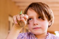 Семь лет мальчик держит богомола — стоковое фото