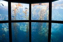 Vista attraverso una finestra dell'acquario, sott'acqua, pesci e piante — Foto stock