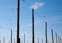 Set of tall posts arranged in rows, with overhead wires, low angle view — Stock Photo