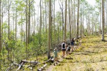 Family hiking in forest of Aspen trees — Stock Photo