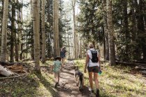 Family hiking in a forest of Aspen trees — Stock Photo
