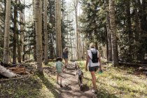 Family hiking in a forest of Aspen trees — Stock Photo