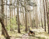 Menino de sete anos andando seu cão na floresta de árvores de Aspen — Fotografia de Stock