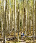 Діти ходять по осінній природному стежці осики — стокове фото
