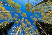 Weitwinkelblick auf herbstliche Espen und klaren blauen Himmel — Stockfoto