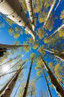 Amplia vista angular mirando hacia arriba en otoño aspens y cielo azul claro - foto de stock