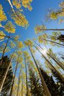Wide angle view looking up at autumn aspens and clear blue sky — Stock Photo