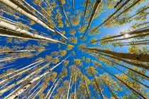 Amplia vista angular mirando hacia arriba en otoño aspens y cielo azul claro - foto de stock