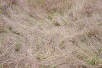 Campo de hierba seca de verano, primer plano, vista de marco completo - foto de stock