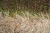 Campo de hierba seca de verano, vista de cerca - foto de stock