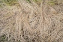 Поле сухой летней травы, вид крупным планом — стоковое фото