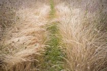 Passo a passo através do campo de grama do prado. — Fotografia de Stock