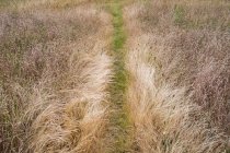 Footpath through field of meadow grass — Stock Photo