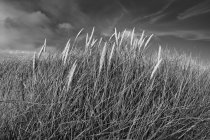 Field of windswept sea grass, close-up — Stock Photo
