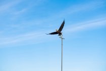 Águia careca (Haliaeetus leucocephalus) empoleirada em um poste contra o céu azul. — Fotografia de Stock