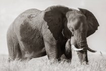 Alimentazione degli elefanti africani nel Parco Nazionale del Chobe, Botswana. — Foto stock