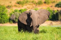 Elefante africano alimentándose en el Parque Nacional Chobe, Botsuana. - foto de stock