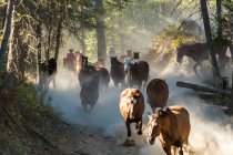 Cowboys pastoreando cavalos através de madeiras, British Colombia, Canadá. — Fotografia de Stock
