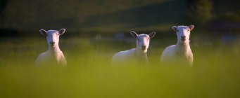 Tre pecore in campo guardando la fotocamera — Foto stock