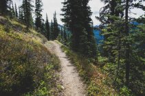 View of the Pacific Crest Trail (PCT) along remote alpine meadow, autumn — Stock Photo