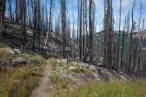 Arbres et forêts endommagés par le feu le long du sentier Pacific Crest — Photo de stock