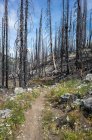 El fuego dañó árboles y bosques a lo largo del sendero de la cresta del Pacífico - foto de stock