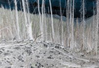 Inverted image of wildfire damaged forest along the Pacific Crest Trail — Stock Photo
