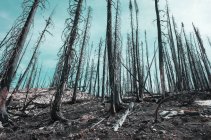 Incêndio árvores danificadas e floresta ao longo da Pacific Crest Trail — Fotografia de Stock