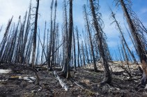 Incendio alberi danneggiati e foresta lungo il Pacific Crest Trail — Foto stock