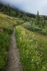 View of the Pacific Crest Trail through remote alpine meadow, autumn — Stock Photo