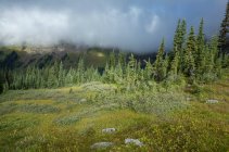 Nuvens de tempestade erguendo-se sobre a cordilheira remota e o prado alpino, ao longo do Pacific Crest Trail — Fotografia de Stock