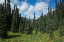 View of remote wilderness from the Pacific Crest Trail — Stock Photo