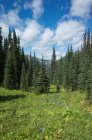View of remote wilderness, meadow and forest from the Pacific Crest Trail — Stock Photo