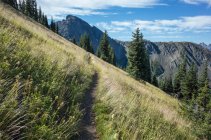 Ein steiler Hang und Wald auf dem Pacific Crest Trail — Stockfoto