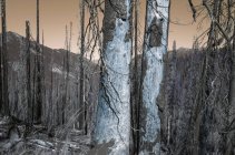 Imagen invertida de bosque dañado por incendios forestales a lo largo del sendero de la cresta del Pacífico - foto de stock