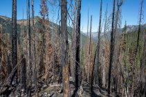 Fire damaged trees and forest along the Pacific Crest Trail — Stock Photo